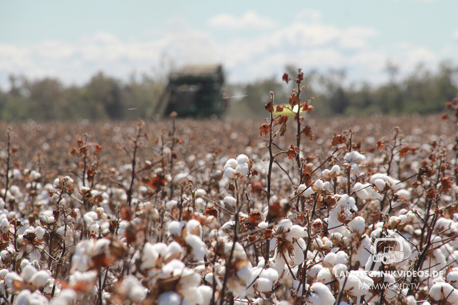 Cotton Harvest_02.jpg